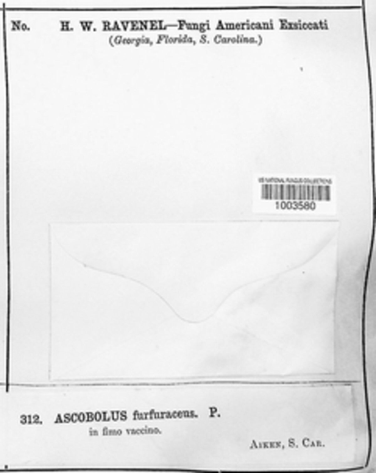 Ascobolus furfuraceus image